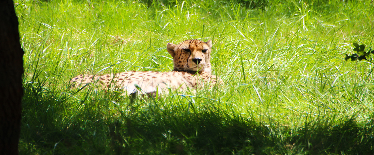 Guépard de la Réserve naturelle de La Haute-Touche